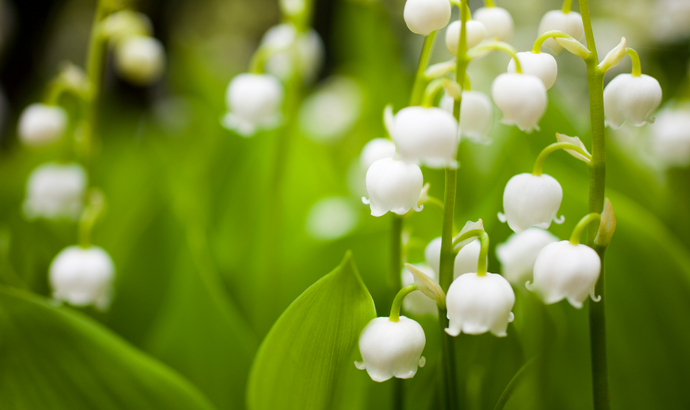 May's birth flowers: lily of the valley and hawthorn