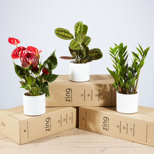 3 Month Plant Subscription Plants for three months Zing Plants