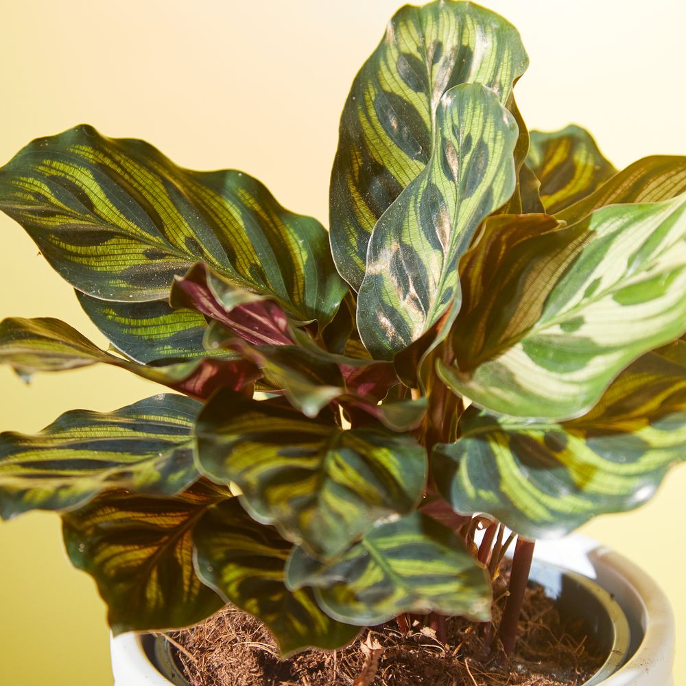 Calathea Plant
