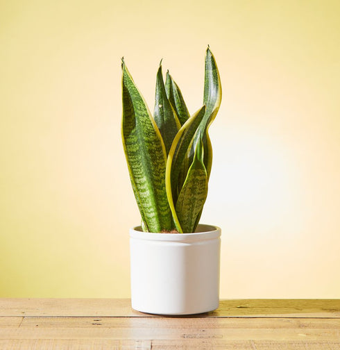 Snake Plant