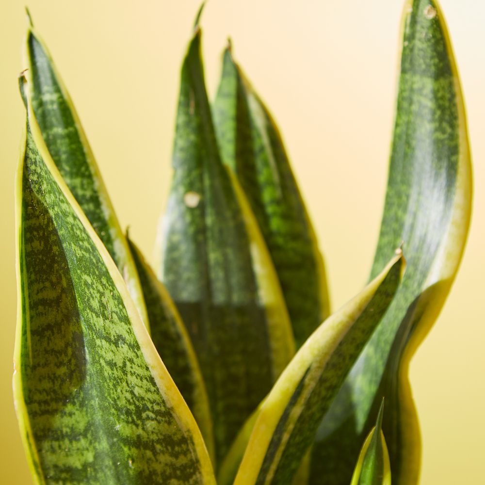 Snake Plant