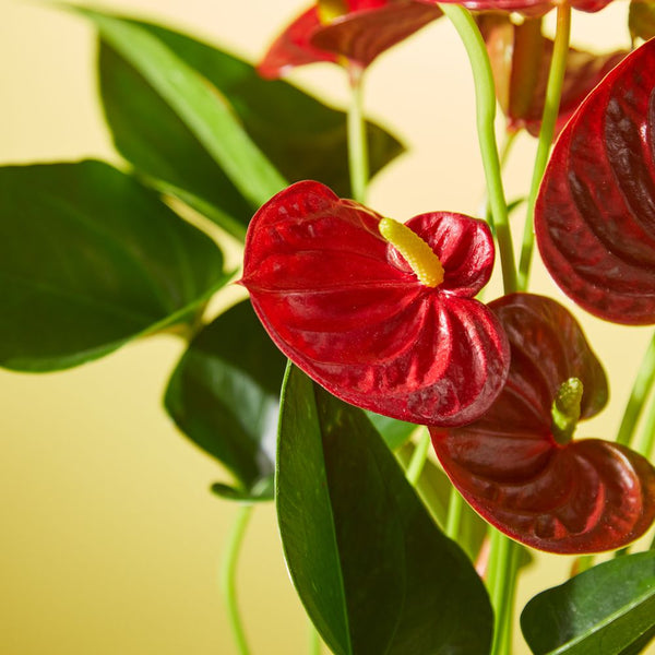 Anthurium Plant Zing Flowers