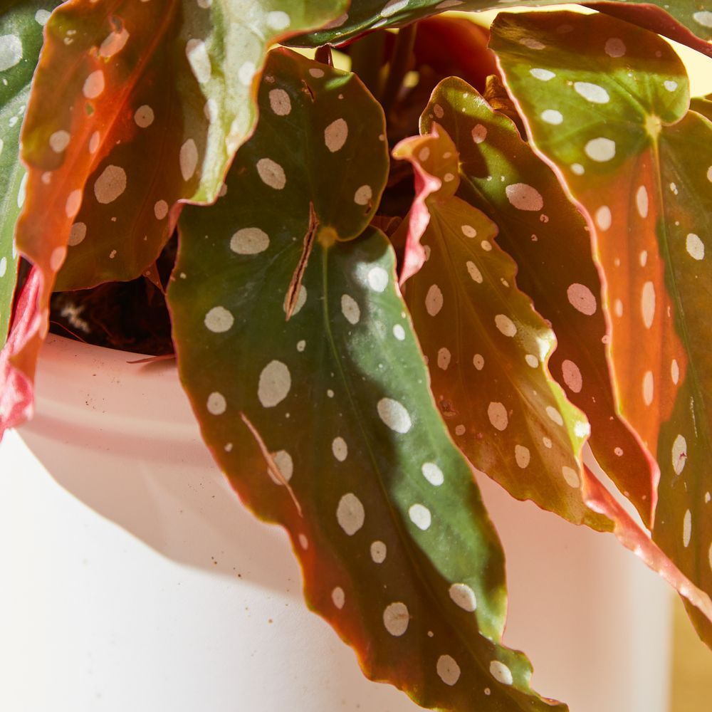 Begonia Plant