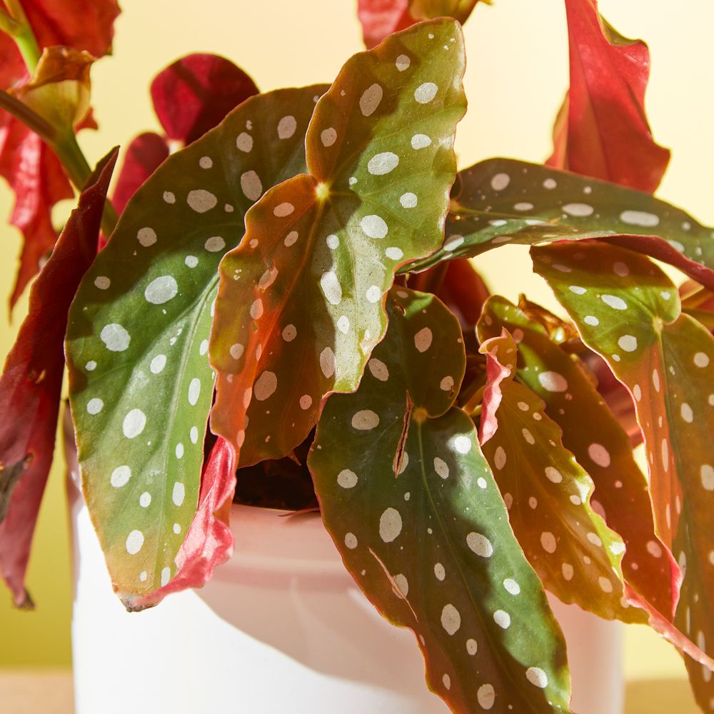Begonia Plant