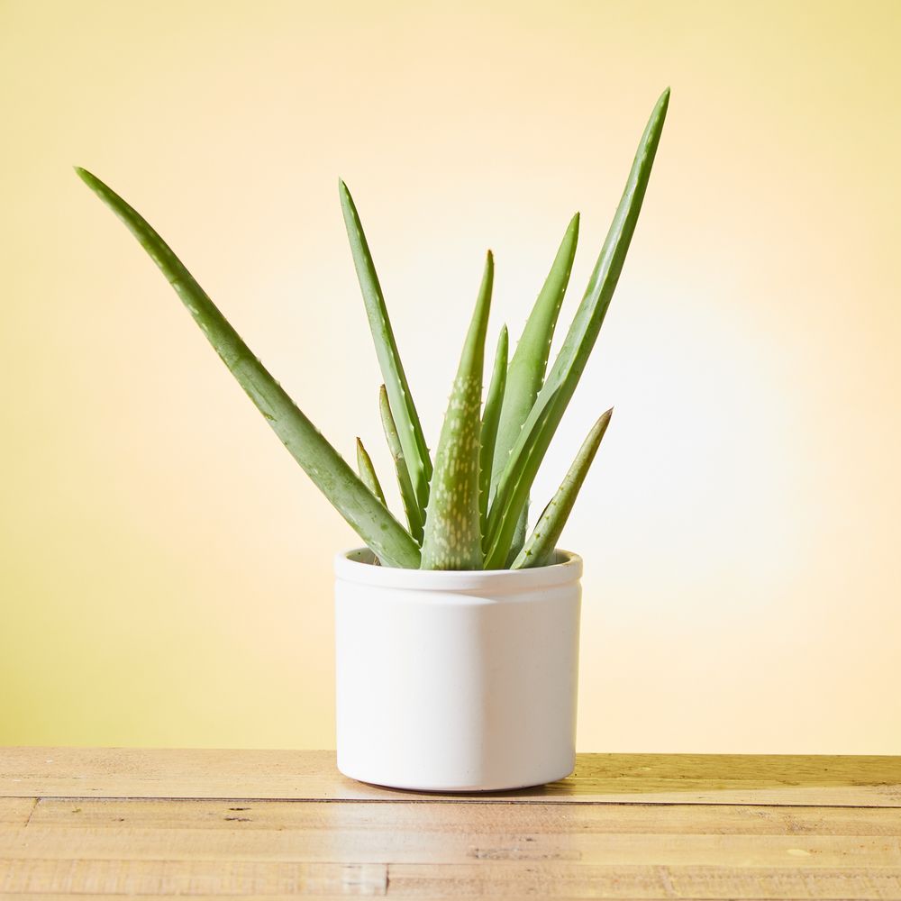 Aloe Vera Plant