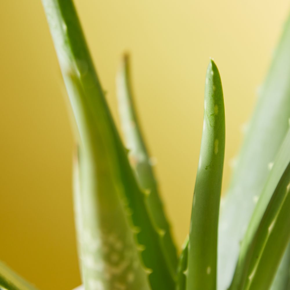 Aloe Vera Plant