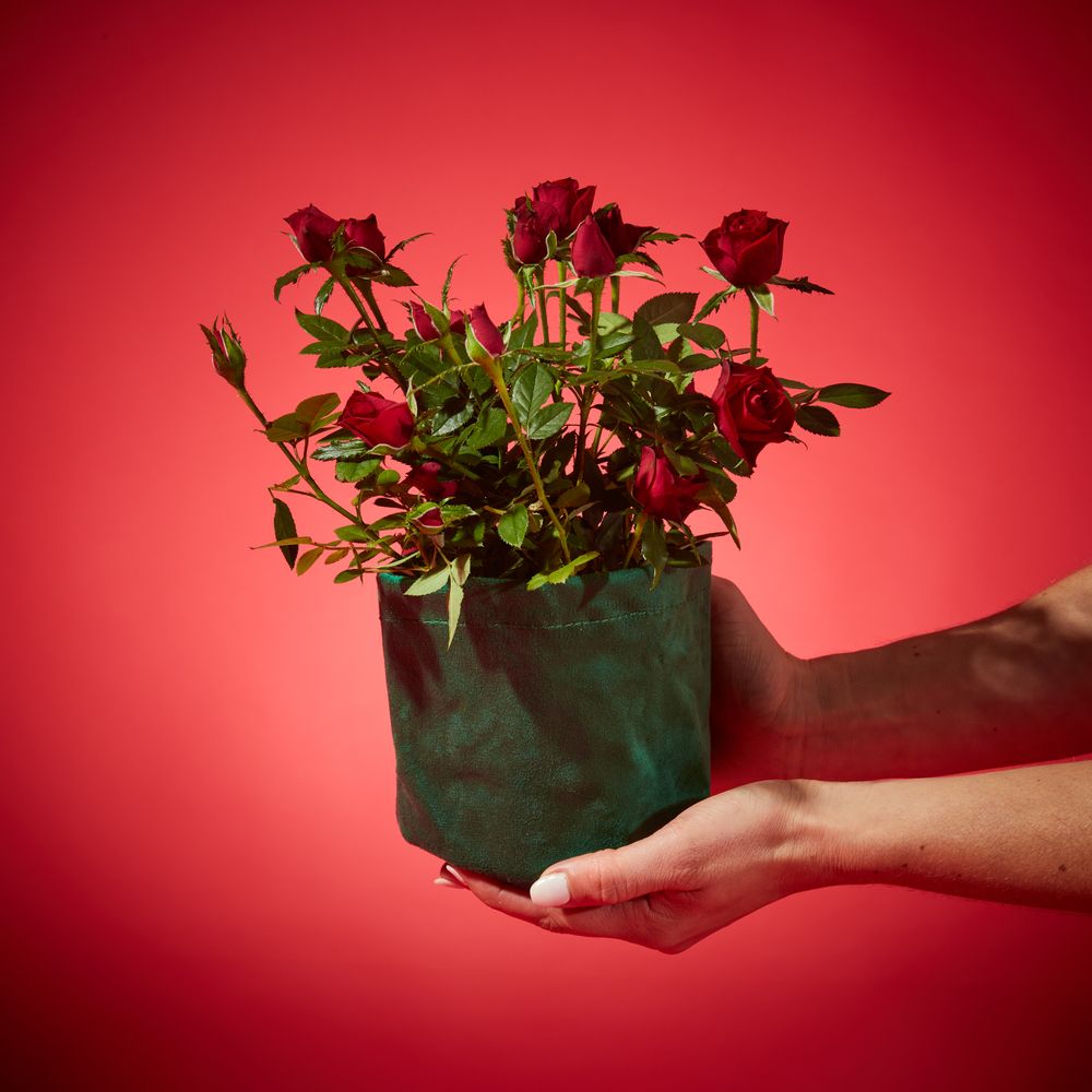 Ruby Rose Plant