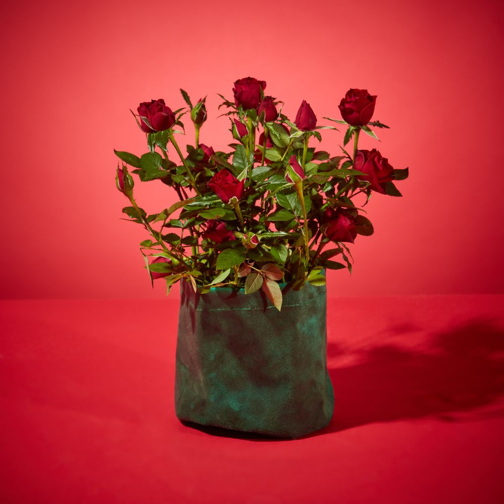 Ruby Rose Plant