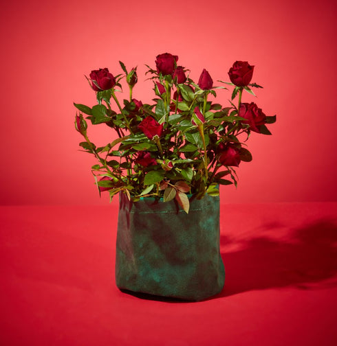 Ruby Rose Plant