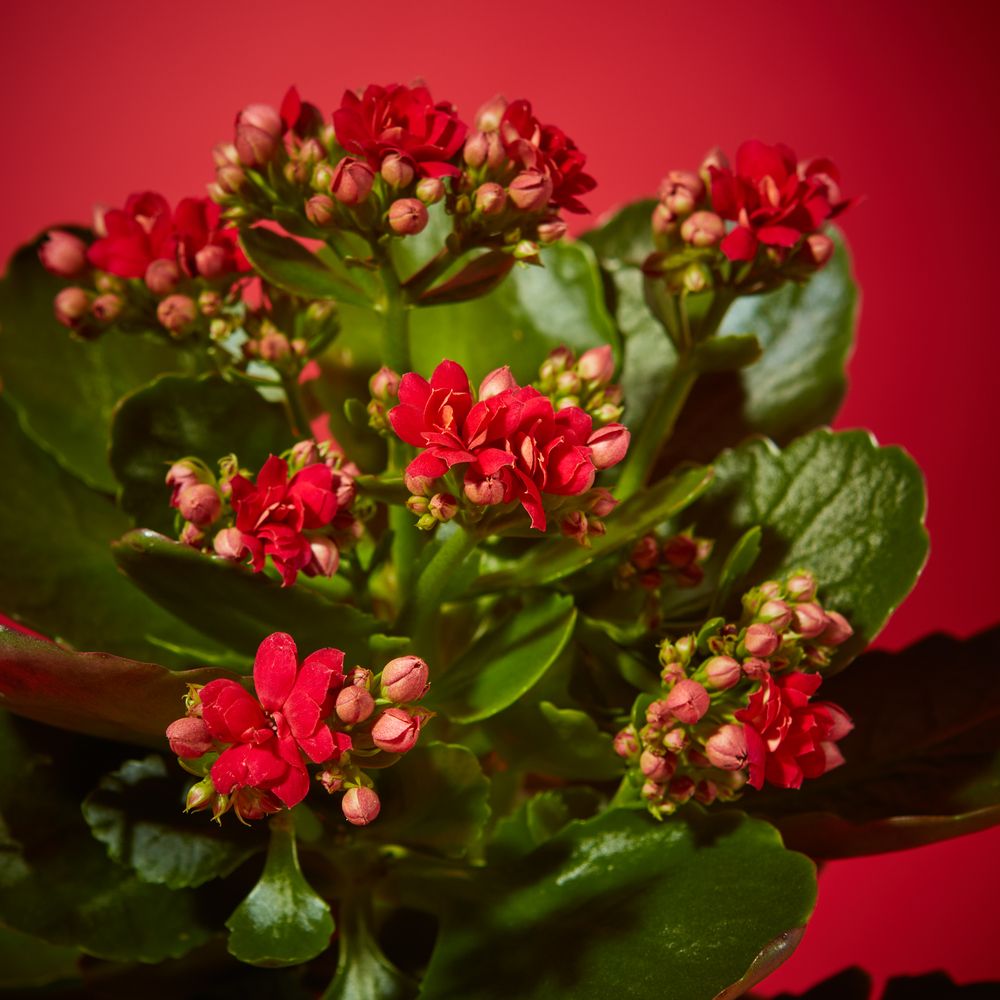 Kringle Kalanchoe