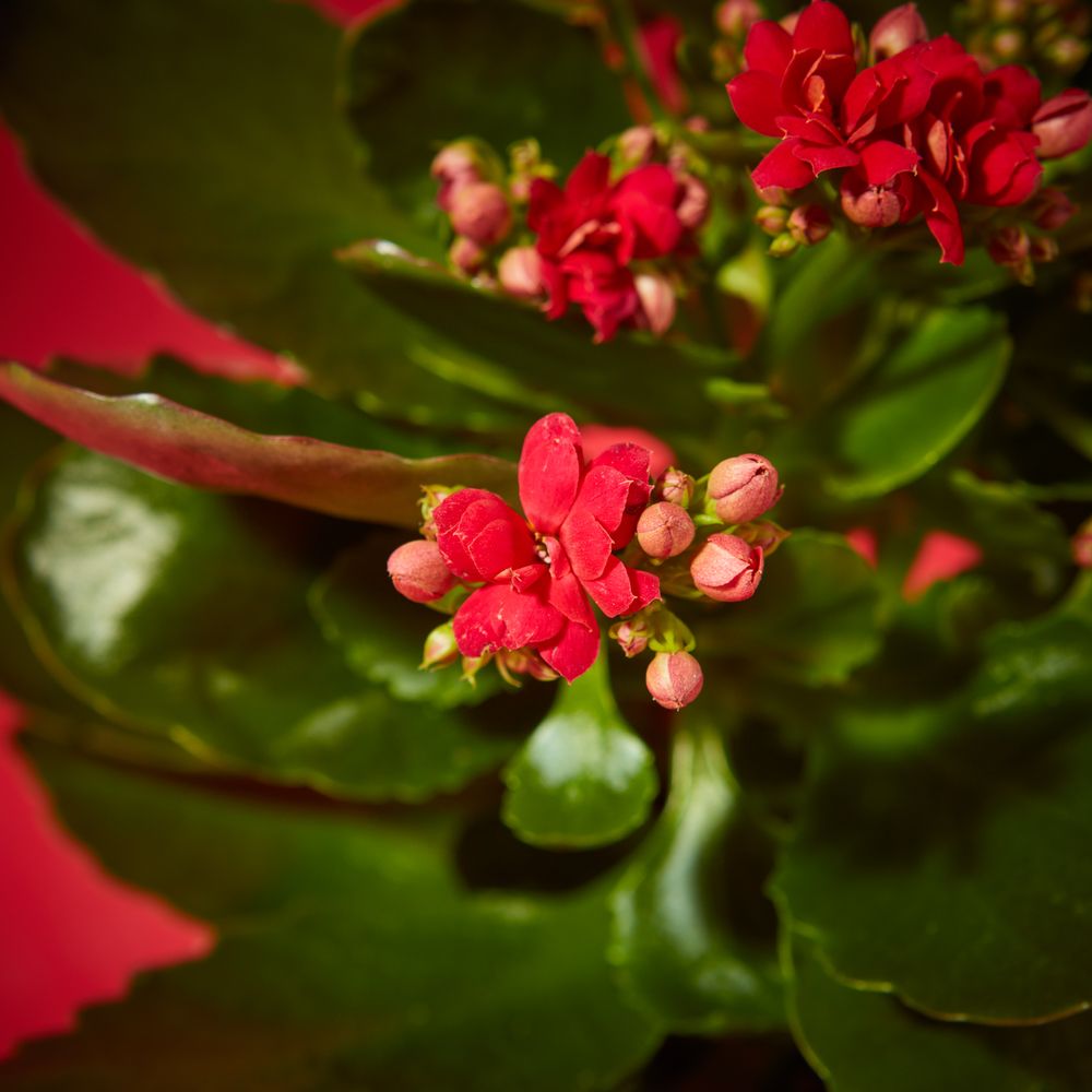 Kringle Kalanchoe