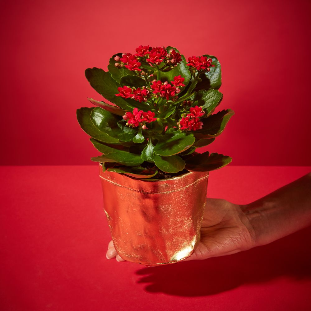 Kringle Kalanchoe