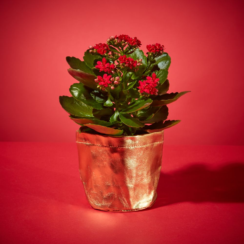 Kringle Kalanchoe