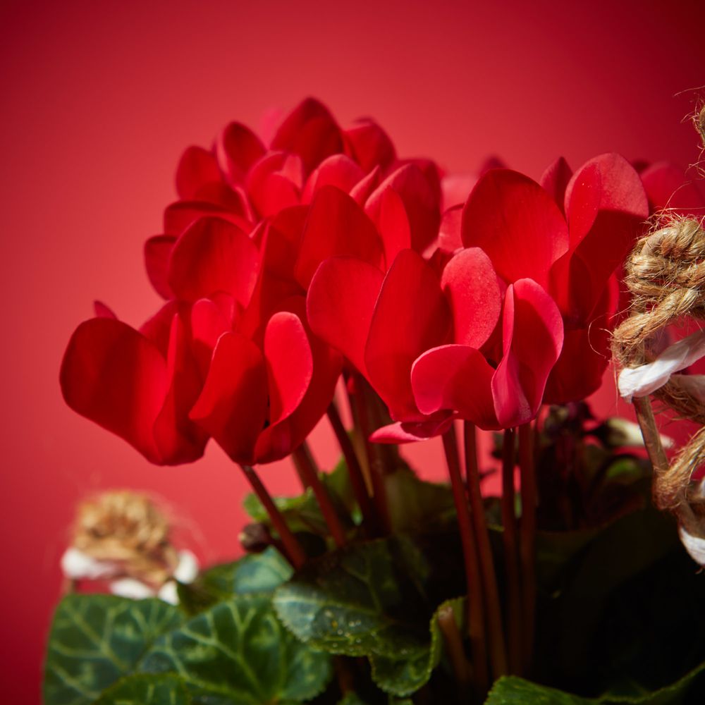 Prancer planter